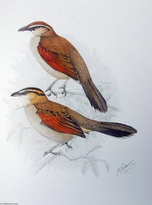 Untitled (AQZDWG)