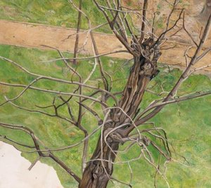 Acacia — Lucian Freud