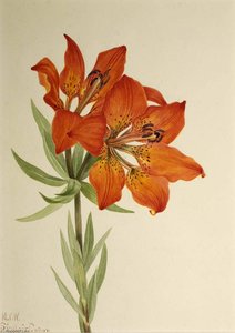 Red Lily (lilium Montanum) — Mary Morris Vaux Walcott