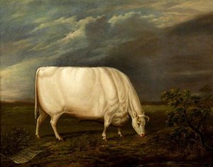 Houghton Ox