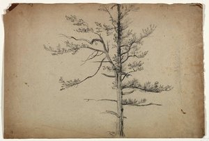 White Birch Tree — Thomas Cole
