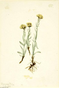 Buff Pussytoes (antennaria Luzuloides) — Mary Vaux Walcott