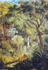 Arbre Géant Dans La Forêt Tropicale Brésilienne