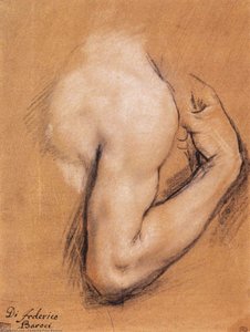 Studie Eines Gebeugten Rechten Arms — Federico Fiori Barocci, Italienischer Barock