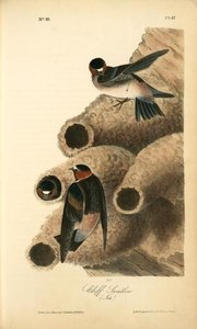 Clif Swallow. (nests) — John James Audubon