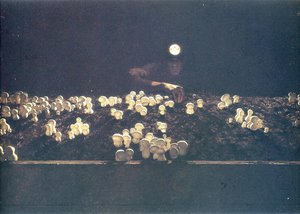 Mushroom Picker — Jamie Wyeth