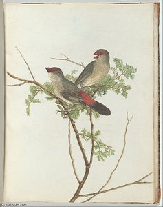 Common Grossbeak — John William Lewin