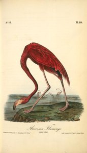 American Flamingo. Adult Male — John James Audubon