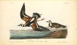 Turnstone. 1. Summer Plumage, 2. Winter — John James Audubon