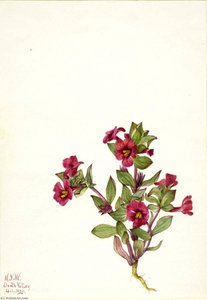 Purple Monkey Flower (mimulus Bigelovii) — Mary Vaux Walcott