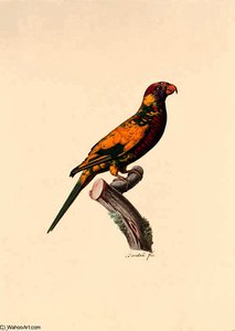 Trichoglossus Haematodus — Jacques Barraband