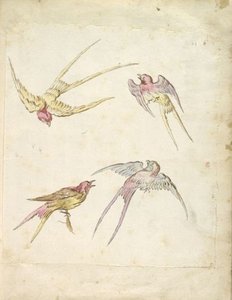 Four Swallows, One Perched And Three In Flight — Jean-baptiste Oudry