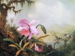 Orchids And Hummingbirds — Martin Johnson Heade