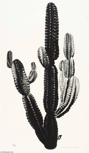 Cactus — Louis Lozowick