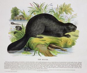 The Beaver