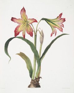 Amaryllis Psittacina [parrotlily, Parrot Flower, Red Parrot Beak, New Zealand Christmas Bell] — Robert Havell