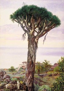 Dragon Tree At San Juan De Rambla, Teneriffe — Marianne North, Naturalism