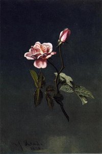 Pink Rose — Martin Johnson Heade
