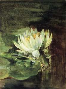 Single Water-lily In Sunlight — John La Farge