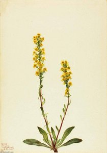 Mountain Goldenrod (solidago Oreophila) — Mary Morris Vaux Walcott