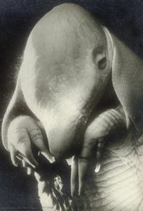 Pere Ubu — Dora Maar