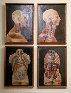 Anatomical oil paintings