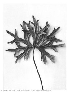 Art Forms In Nature 31 — Karl Blossfeldt