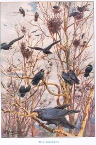 The Rookery
