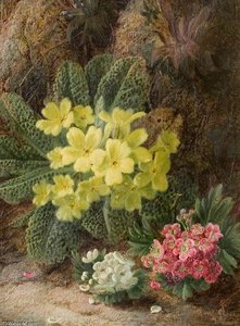 Primroses