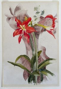Amaryllis — Charles Demuth