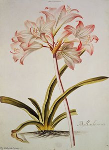 Lilium Belladonna,) From Trew's Hortus Nitidissumus - — Georg Dionysius Ehret