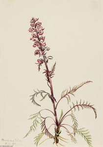 Elephanthead (pedicularis Groenlandica) — Mary Vaux Walcott