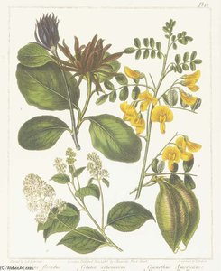 Untiteled ( Four Plates) — Sydenham Teast Edwards