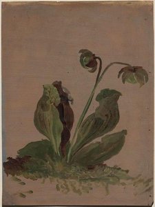Pitcher Plant In Blossom — Jasper Francis Cropsey