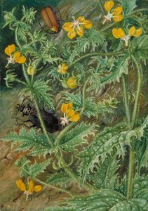 Eine Chilenische Brennnessel Sowie Männliche Und Weibliche Käfer — Marianne North
