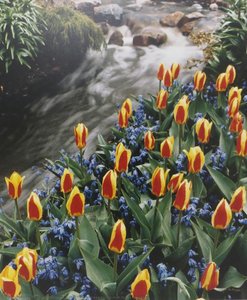 Waterfall, Stresa tulips and Scilla - Holland