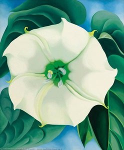 Jimsonweed Weiße Blüte Nr. 1 — Georgia O’keeffe