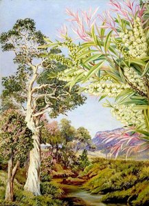 Illawarra, New South Wales — Marianne North