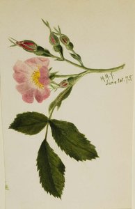 Pink Rose — Mary Vaux Walcott