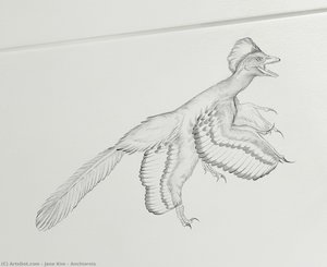 Anchiornis — Jane Kim