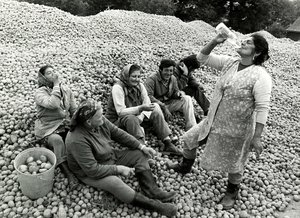 Potato Harvesters — Jindrich Streit