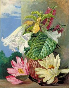 Flowers Cultivated In The Botanic Garden, Rio Janeiro, Brazil — Marianne North