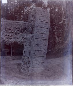 Photograph of Quiriguá taken by A.P. Maudslay