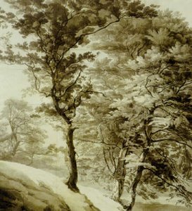 Trees In Ugbrooke Park, Devon — John White Abbott