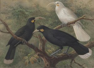 Drei Huia (heteralocha Acutirostris) — Johannes Gerardus Keulemans, Naturalistic Impressionism