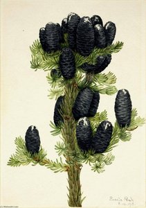 Alpine Fir (Abies lasiocarpa)