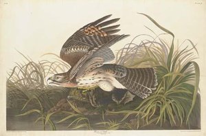 Winter Hawk — Robert Havell