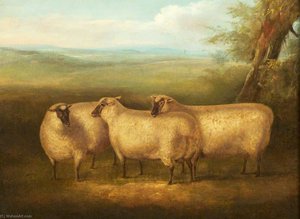 Three South Down Sheep — William Henry Davis