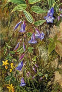 Wildblumen Des Mount Tonglo, Sikkim, Indien — Marianne North, Viktorianische Botanische Malerei
