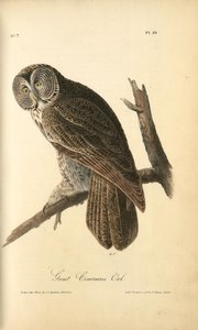 Great Cinereous Owl — John James Audubon, Naturalistic Illustration